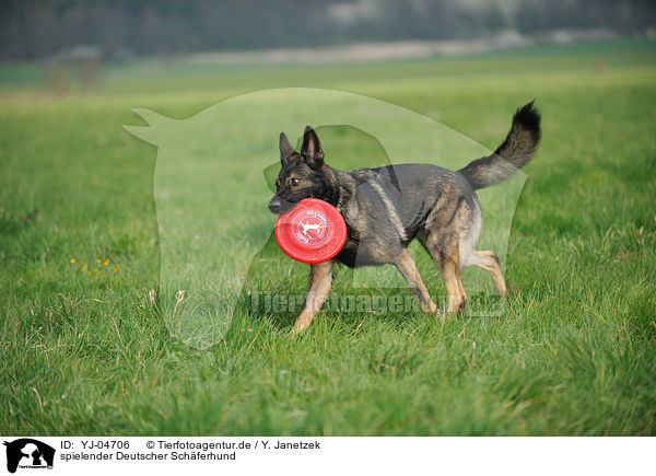 spielender Deutscher Schferhund / YJ-04706