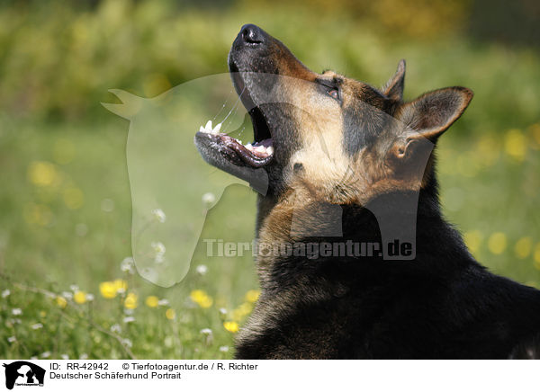 Deutscher Schferhund Portrait / German Shepherd Portrait / RR-42942