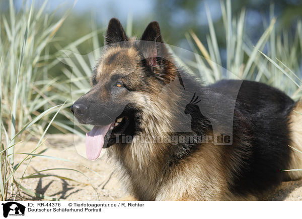 Deutscher Schferhund Portrait / German Shepherd Portrait / RR-44376
