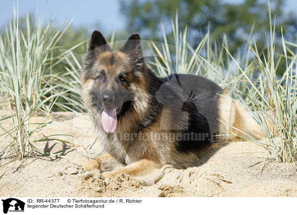 liegender Deutscher Schferhund / lying German Shepherd / RR-44377