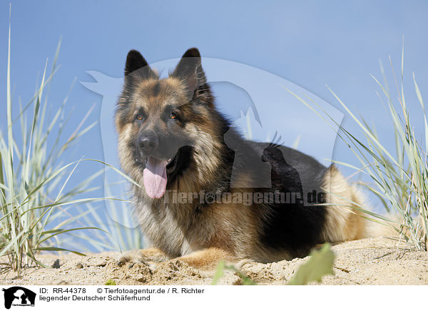 liegender Deutscher Schferhund / lying German Shepherd / RR-44378