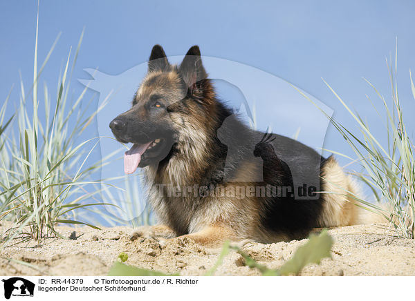 liegender Deutscher Schferhund / lying German Shepherd / RR-44379