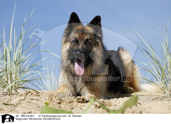 liegender Deutscher Schferhund / lying German Shepherd / RR-44381