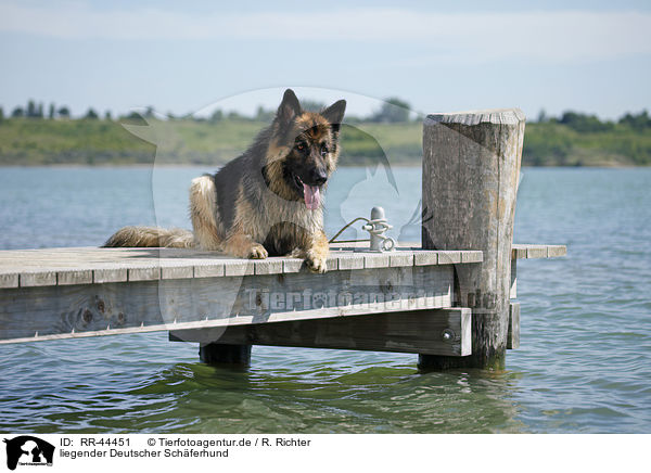 liegender Deutscher Schferhund / lying German Shepherd / RR-44451