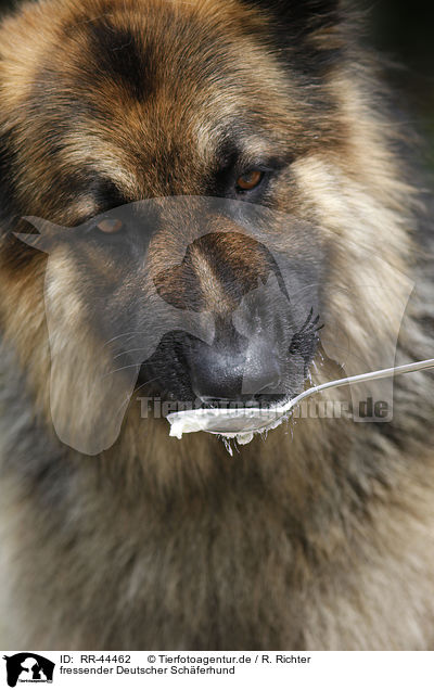 fressender Deutscher Schferhund / eating German Shepherd / RR-44462