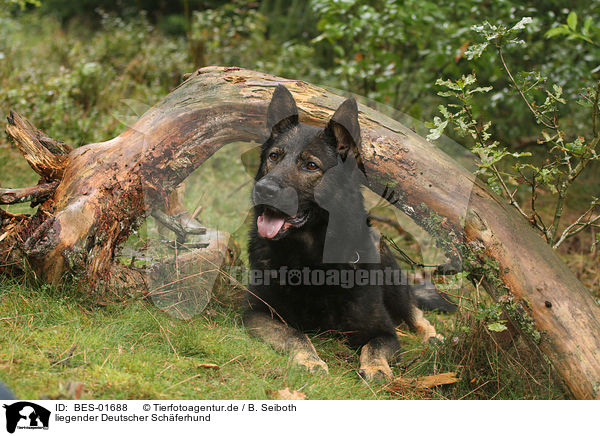 liegender Deutscher Schferhund / lying German Shepherd / BES-01688