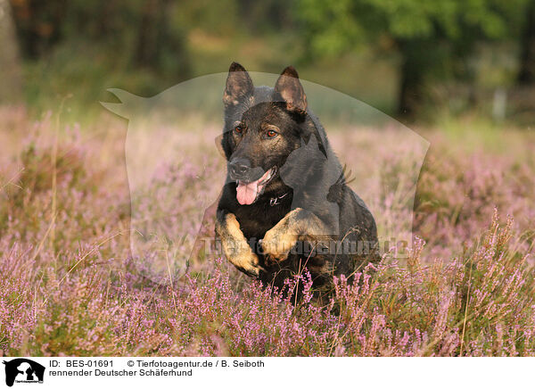 rennender Deutscher Schferhund / running German Shepherd / BES-01691