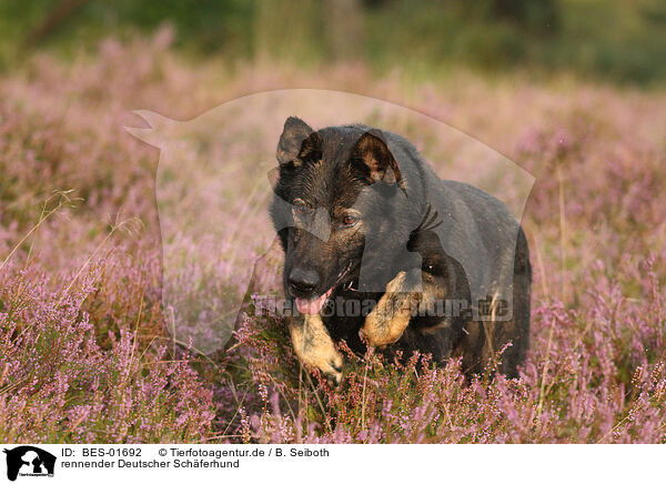 rennender Deutscher Schferhund / running German Shepherd / BES-01692