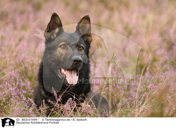 Deutscher Schferhund Portrait / German Shepherd Portrait / BES-01694