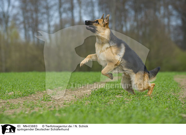 springender Deutscher Schferhund / jumping German Shepherd / NN-03883
