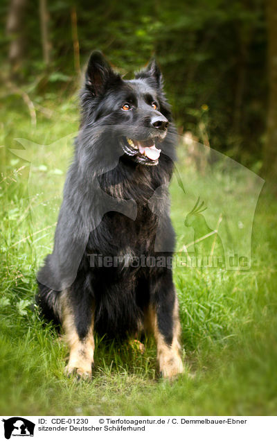 sitzender Deutscher Schferhund / sitting German Shepherd / CDE-01230