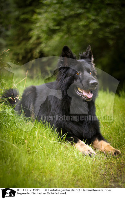 liegender Deutscher Schferhund / lying German Shepherd / CDE-01231