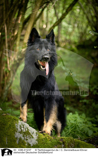 stehender Deutscher Schferhund / standing German Shepherd / CDE-01237