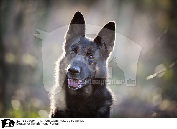 Deutscher Schferhund Portrait / German Shepherd Portrait / NN-09694