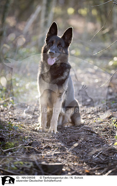 sitzender Deutscher Schferhund / sitting German Shepherd / NN-09698