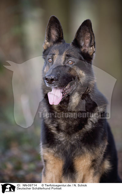 Deutscher Schferhund Portrait / German Shepherd Portrait / NN-09714