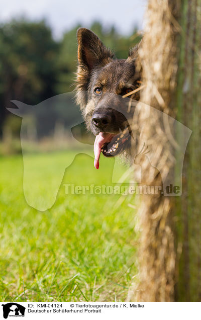 Deutscher Schferhund Portrait / German Shepherd Portrait / KMI-04124