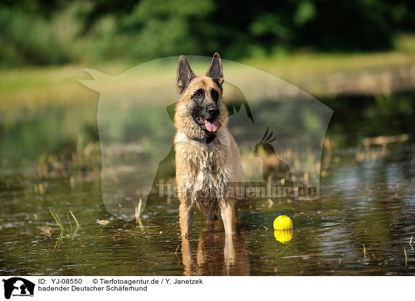 badender Deutscher Schferhund / bathing German Shepherd / YJ-08550