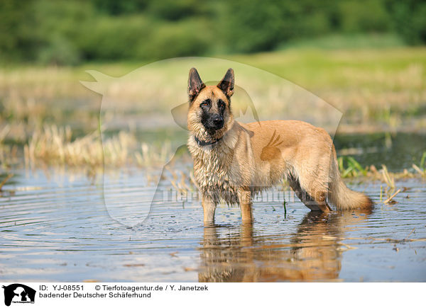 badender Deutscher Schferhund / bathing German Shepherd / YJ-08551
