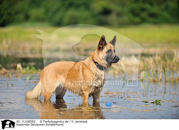badender Deutscher Schferhund / bathing German Shepherd / YJ-08552
