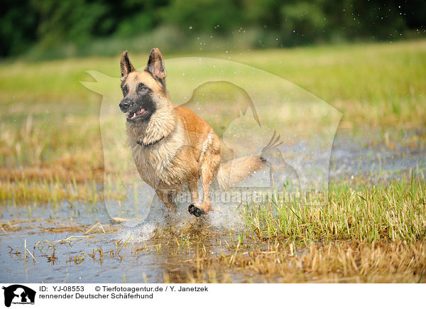rennender Deutscher Schferhund / running German Shepherd / YJ-08553