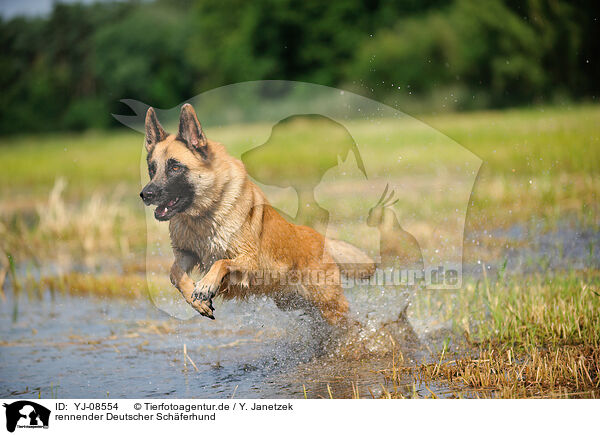 rennender Deutscher Schferhund / running German Shepherd / YJ-08554