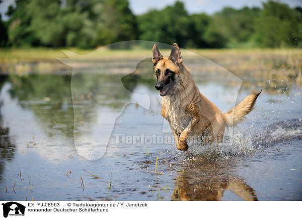 rennender Deutscher Schferhund / running German Shepherd / YJ-08563