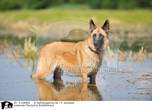 badender Deutscher Schferhund / bathing German Shepherd / YJ-08565