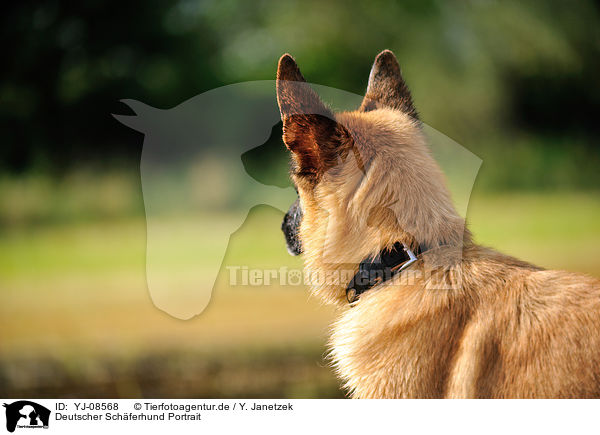 Deutscher Schferhund Portrait / German Shepherd Portrait / YJ-08568