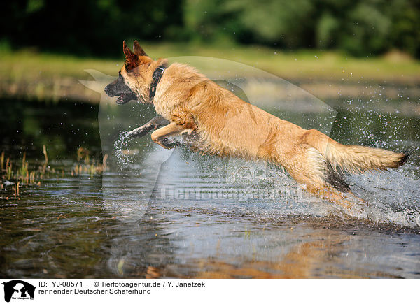 rennender Deutscher Schferhund / running German Shepherd / YJ-08571
