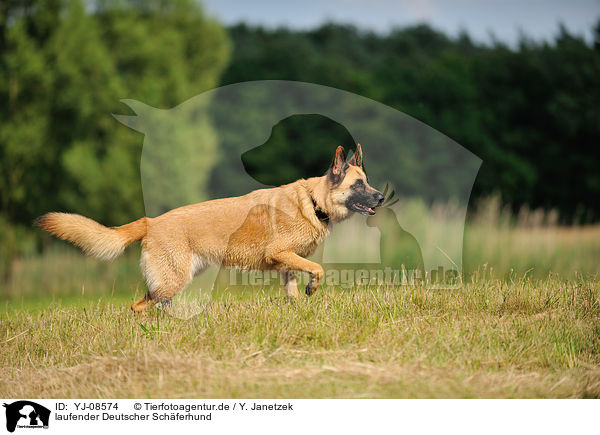 laufender Deutscher Schferhund / walking German Shepherd / YJ-08574