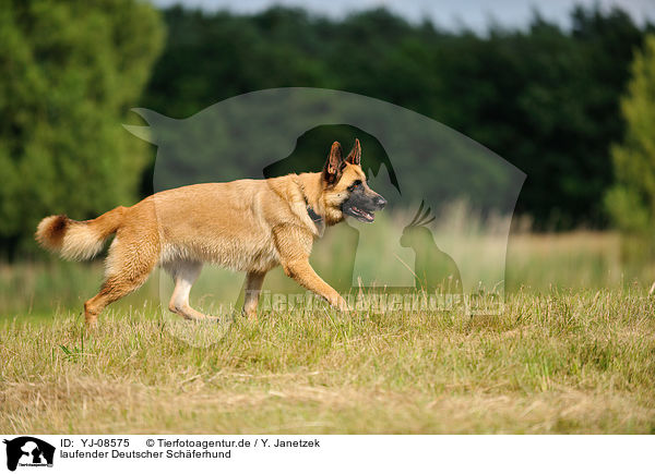 laufender Deutscher Schferhund / walking German Shepherd / YJ-08575