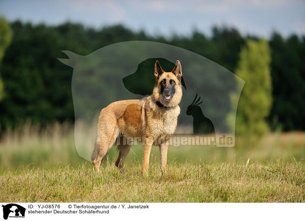 stehender Deutscher Schferhund / standing German Shepherd / YJ-08576