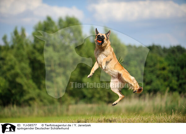 springender Deutscher Schferhund / jumping German Shepherd / YJ-08577