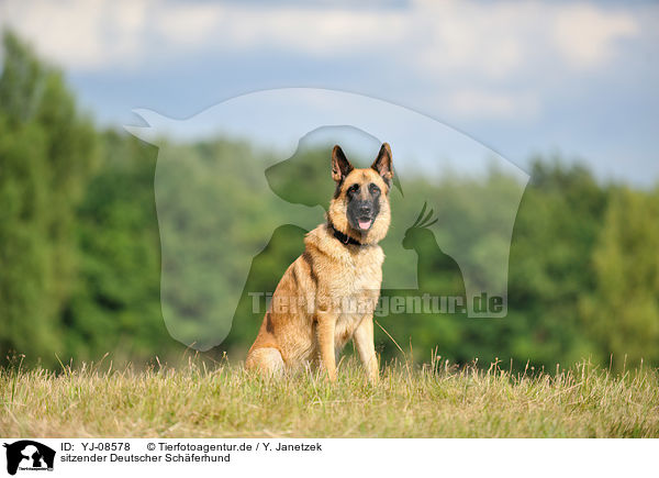sitzender Deutscher Schferhund / sitting German Shepherd / YJ-08578