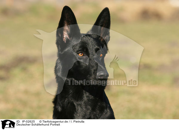Deutscher Schferhund Portrait / German Shepherd Portrait / IP-02625