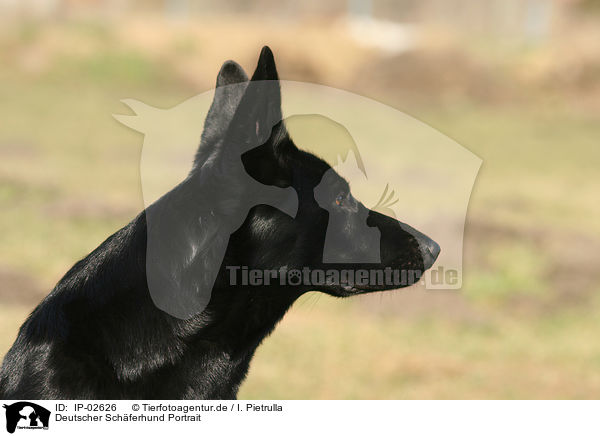 Deutscher Schferhund Portrait / German Shepherd Portrait / IP-02626
