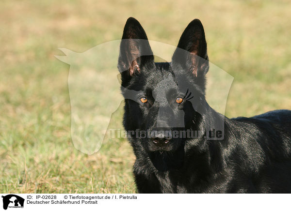 Deutscher Schferhund Portrait / German Shepherd Portrait / IP-02628