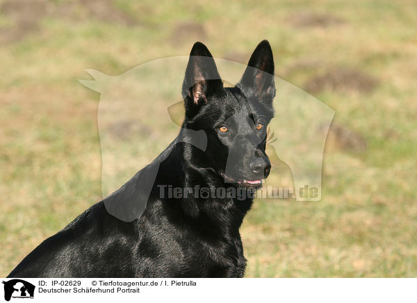 Deutscher Schferhund Portrait / German Shepherd Portrait / IP-02629