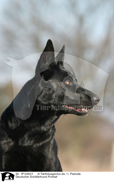 Deutscher Schferhund Portrait / German Shepherd Portrait / IP-02631