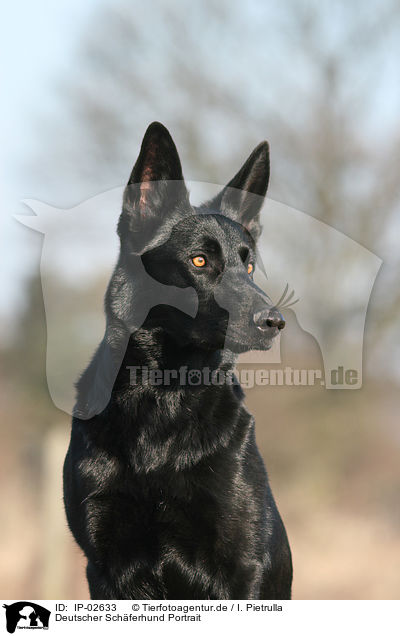 Deutscher Schferhund Portrait / German Shepherd Portrait / IP-02633