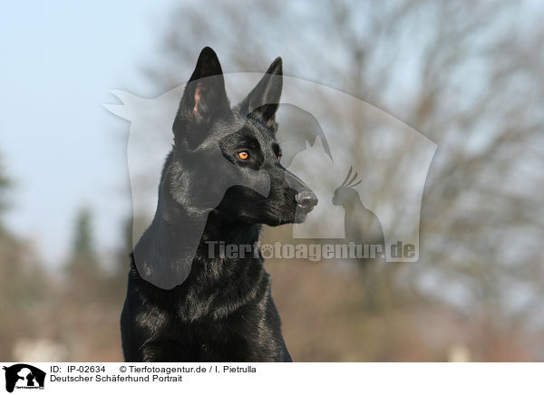 Deutscher Schferhund Portrait / German Shepherd Portrait / IP-02634