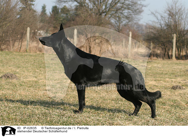 stehender Deutscher Schferhund / standing German Shepherd / IP-02635