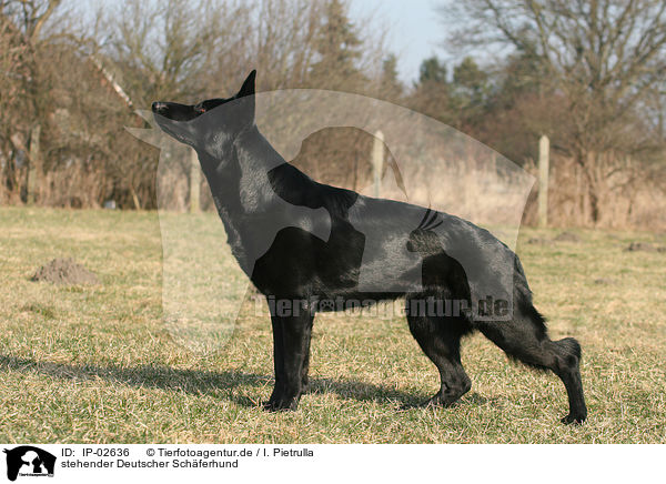 stehender Deutscher Schferhund / standing German Shepherd / IP-02636