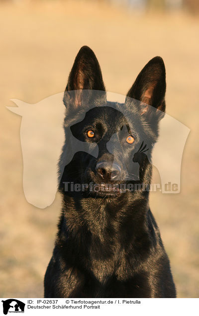Deutscher Schferhund Portrait / German Shepherd Portrait / IP-02637