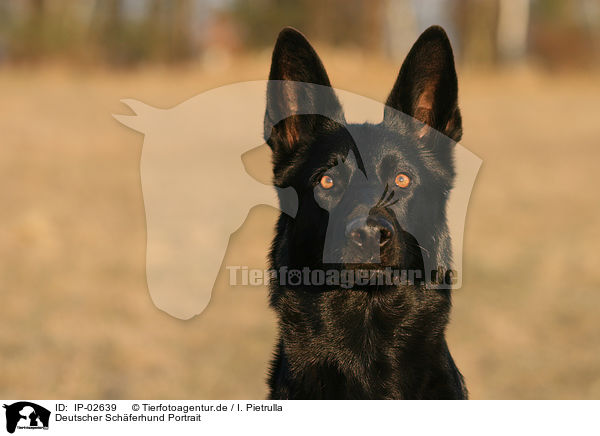Deutscher Schferhund Portrait / German Shepherd Portrait / IP-02639