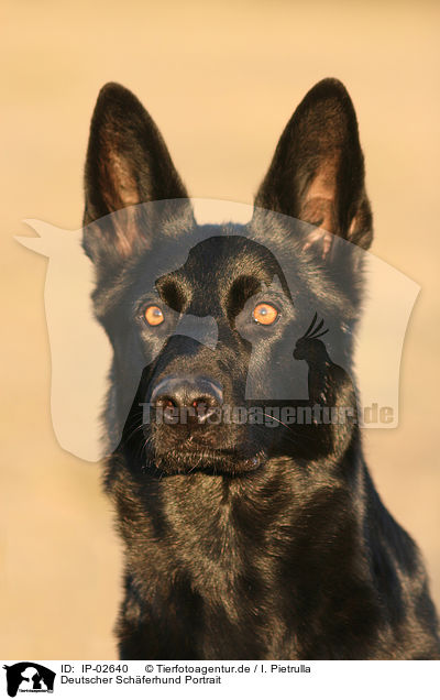 Deutscher Schferhund Portrait / German Shepherd Portrait / IP-02640