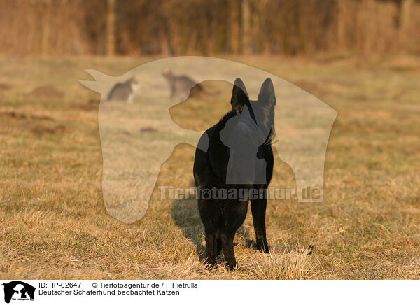 Deutscher Schferhund beobachtet Katzen / German Shepherd watches cats / IP-02647