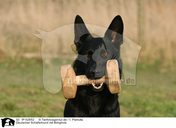 Deutscher Schferhund mit Bringholz / German Shepherd with toy / IP-02652