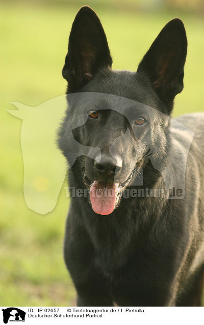 Deutscher Schferhund Portrait / German Shepherd Portrait / IP-02657